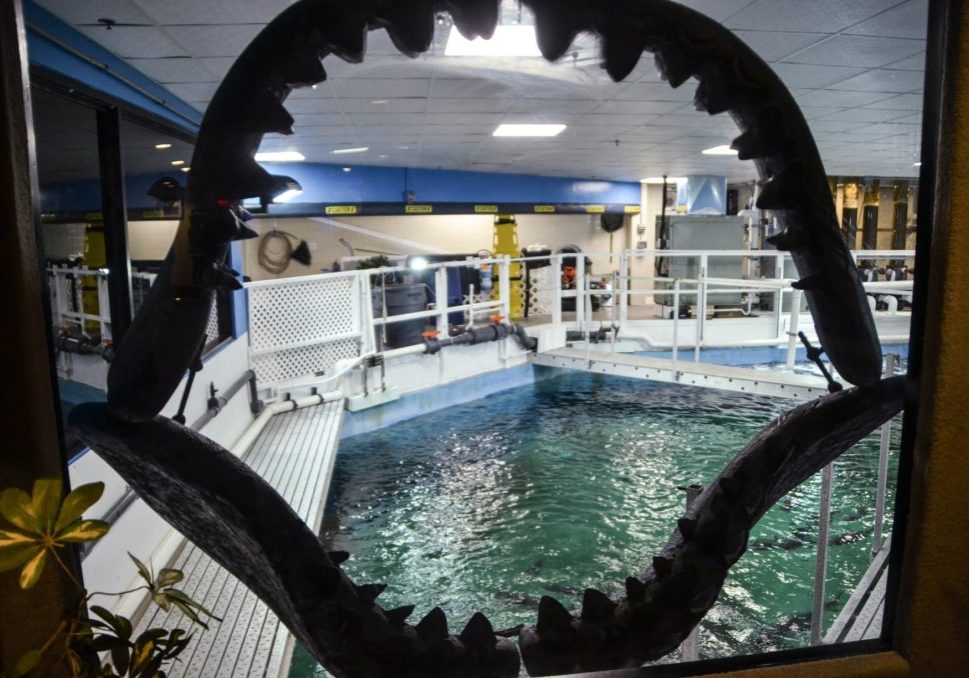 jenkinsons-aquarium-above-tank-view