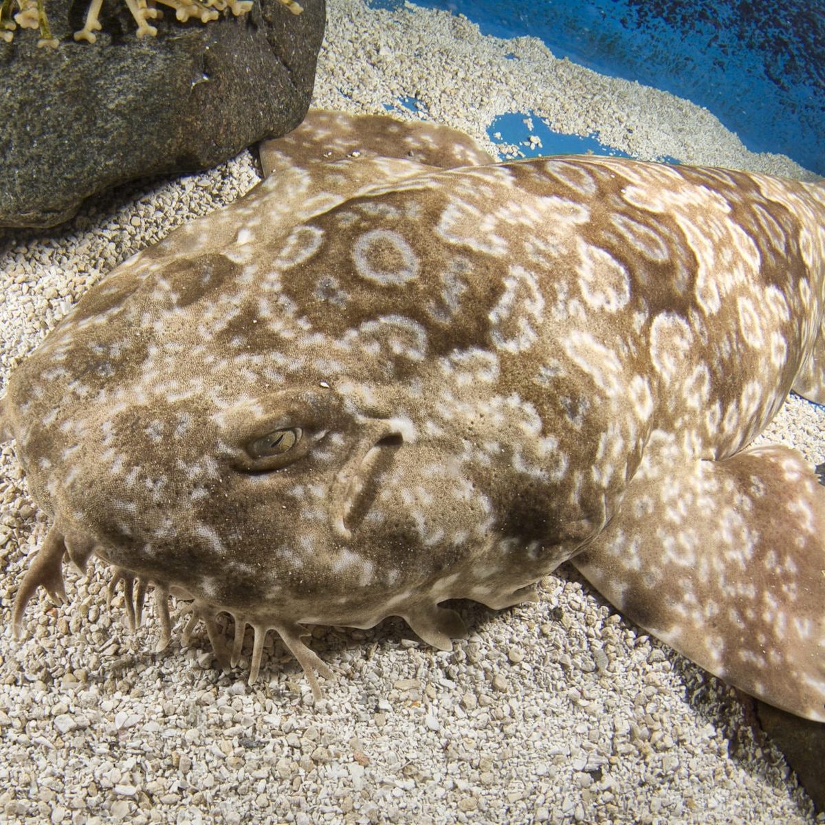 jenkinsons-aquarium-wobbegong