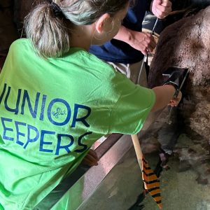 junior keepers at jenkinsons aquarium