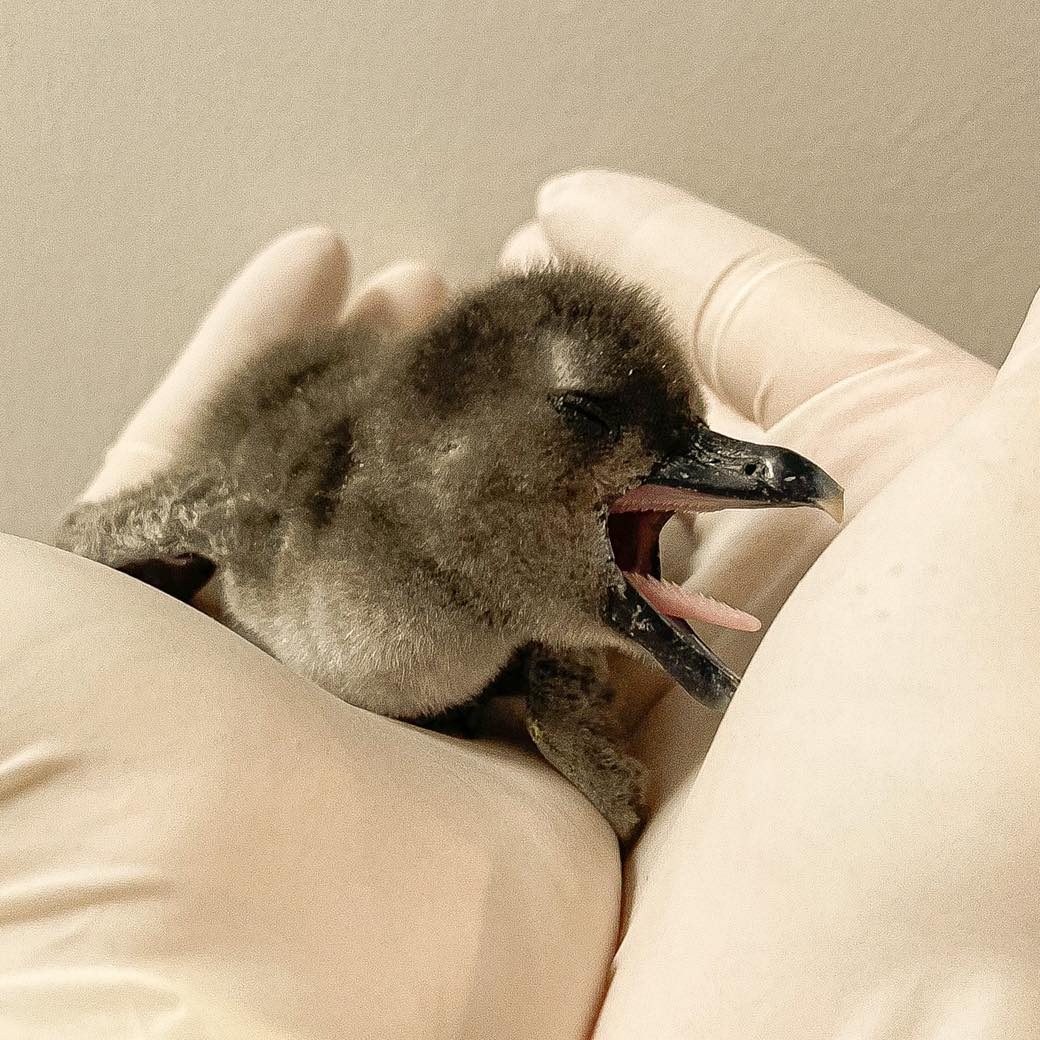 jenkinson's aquarium penguin chick